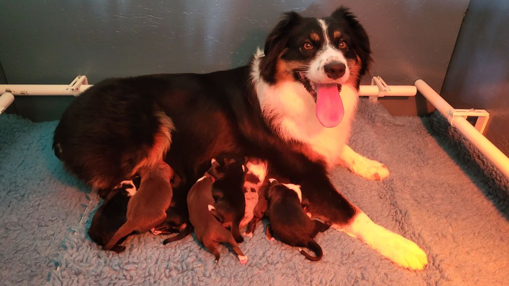 chiot Berger Australien Du Temple De Touka