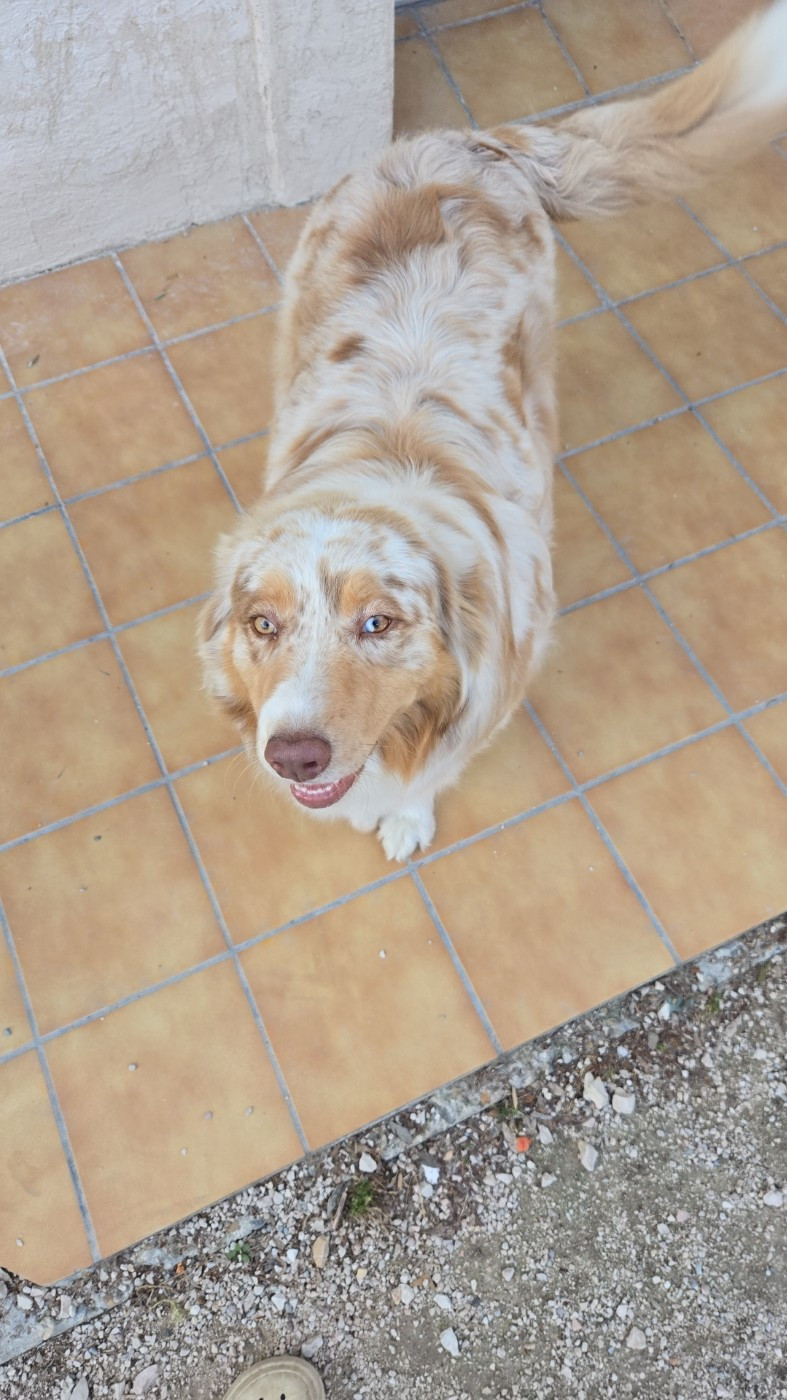 Chiots prévu au alentours du 22 mai