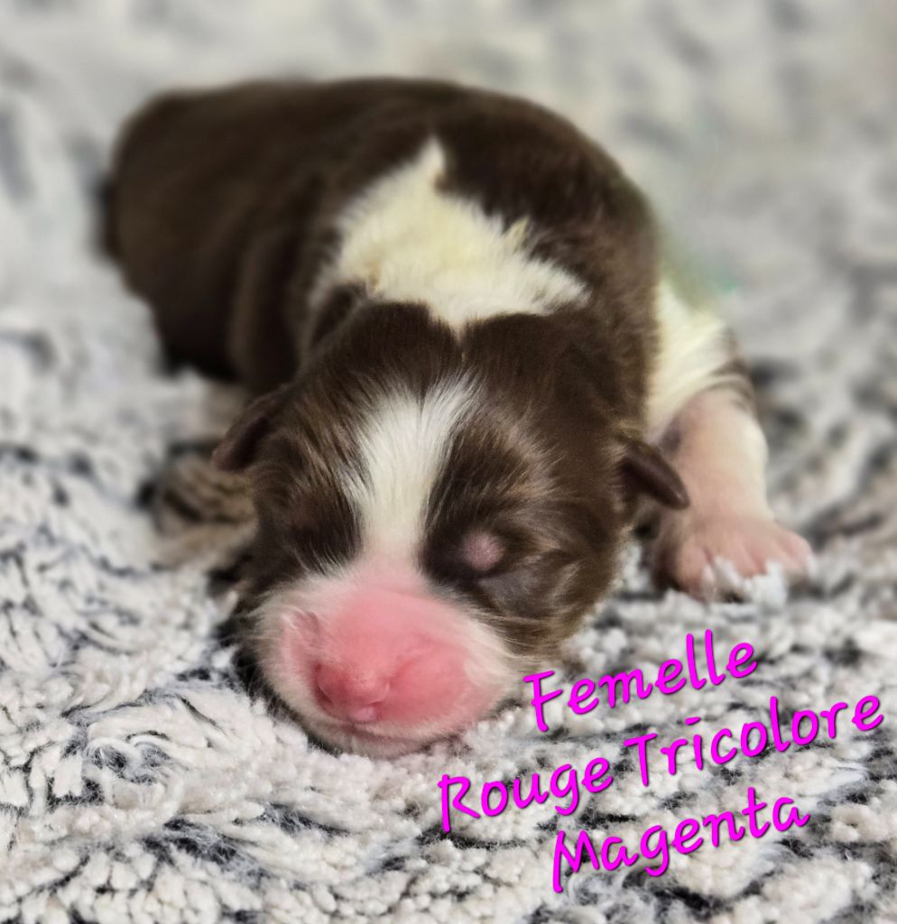 Du Temple De Touka - Chiots disponibles - Berger Australien