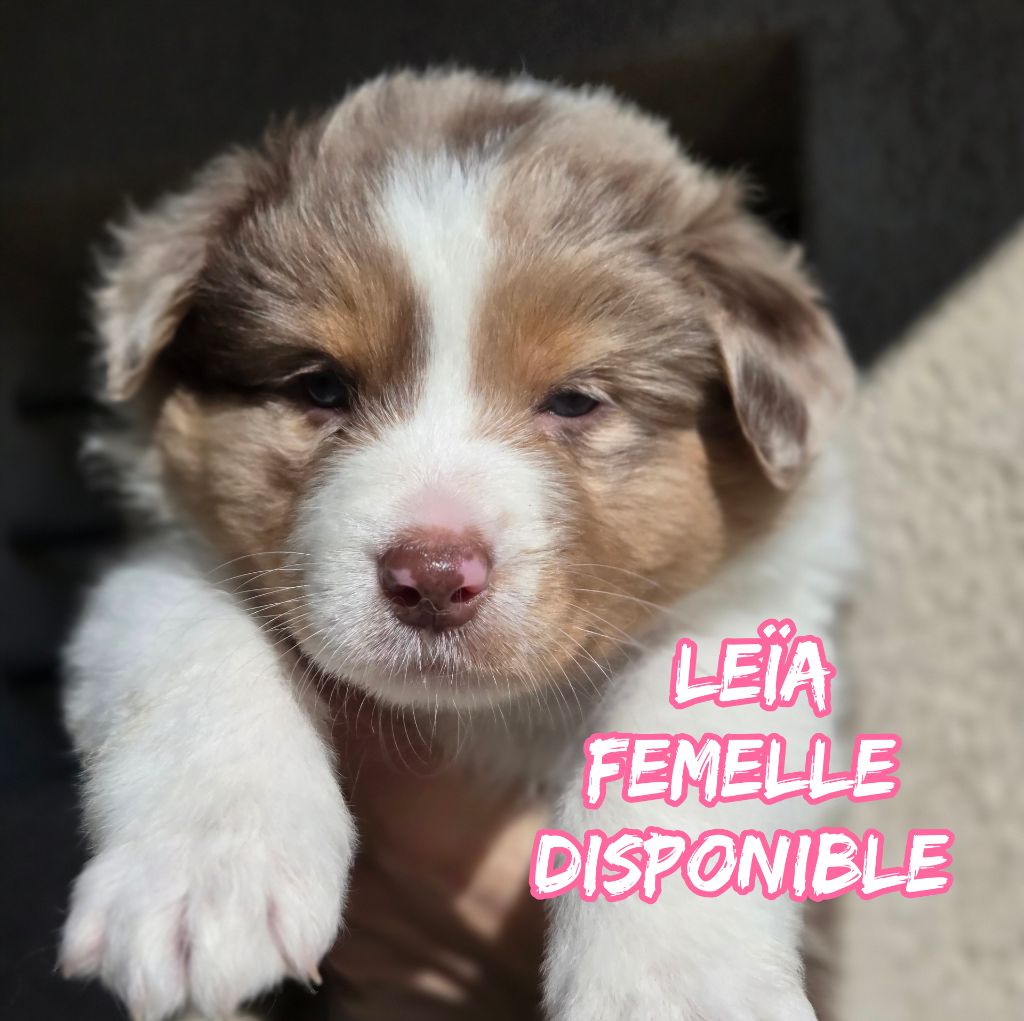 Du Temple De Touka - Chiots disponibles - Berger Australien