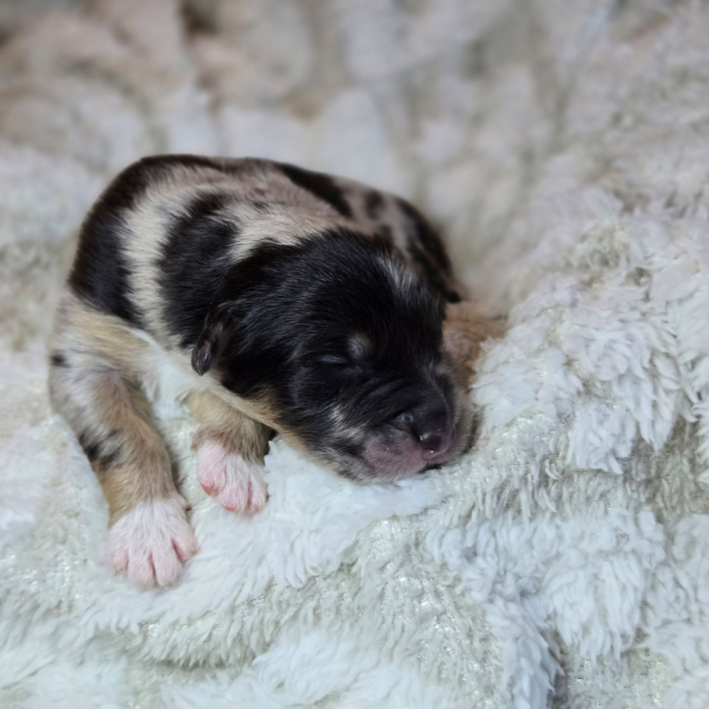 Du Temple De Touka - Chiots disponibles - Berger Australien