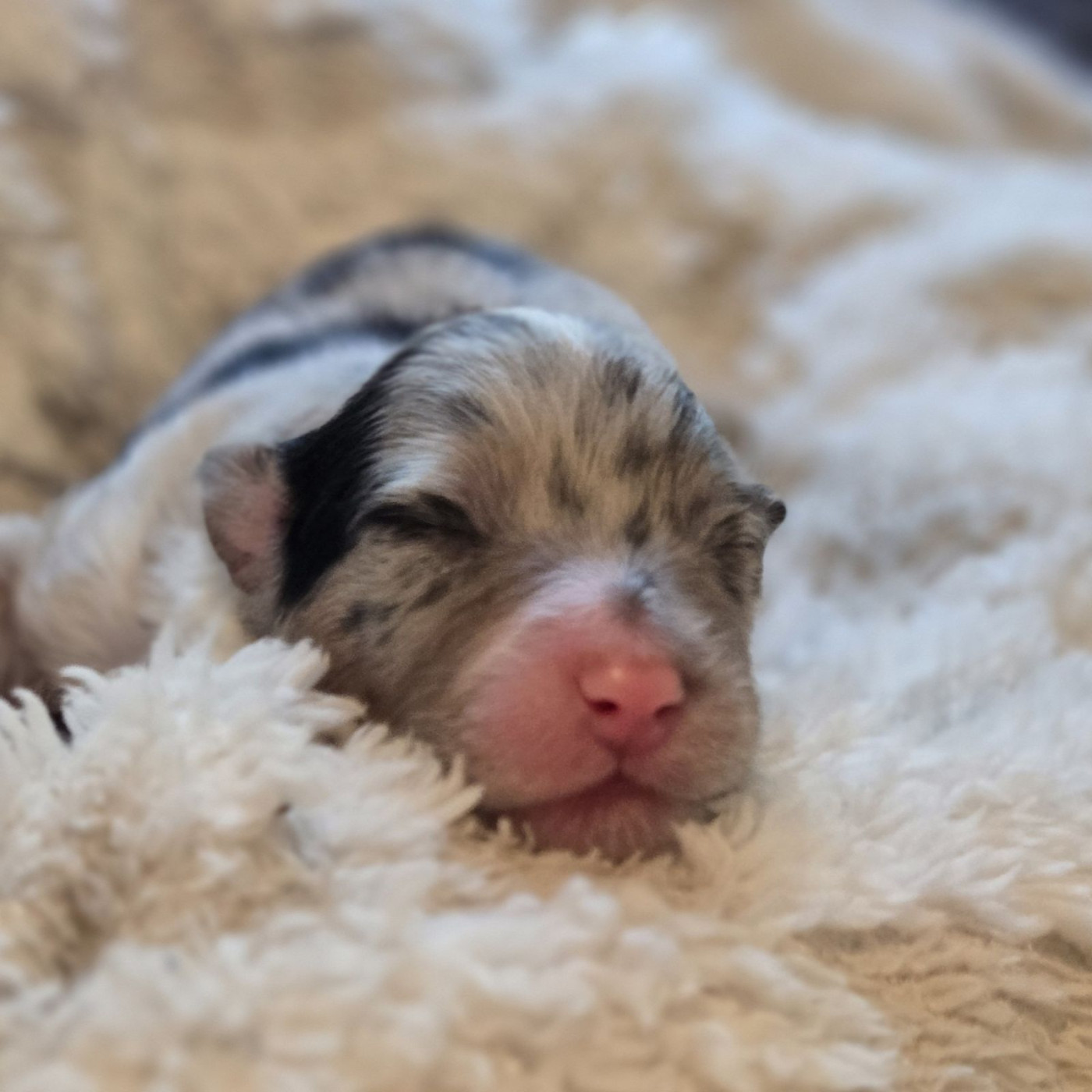 Du Temple De Touka - Chiots disponibles - Berger Australien