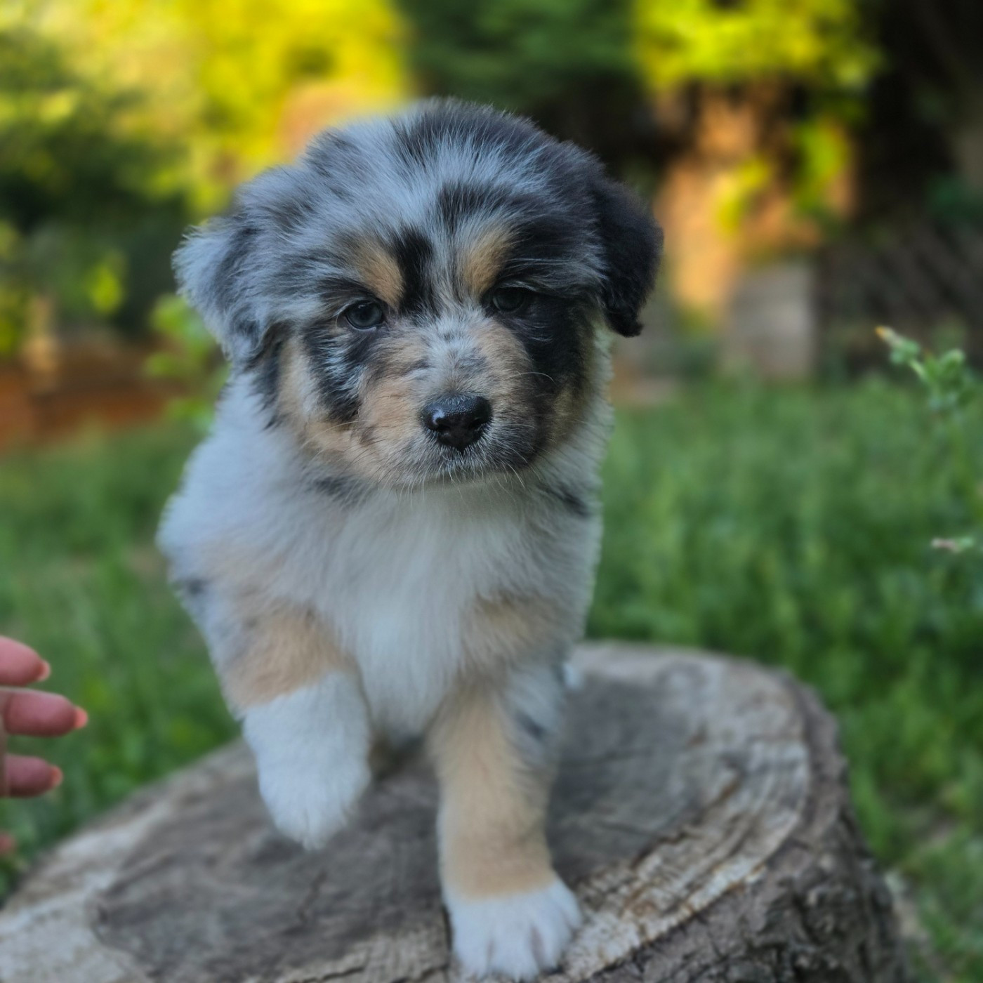 Du Temple De Touka - Chiots disponibles - Berger Australien