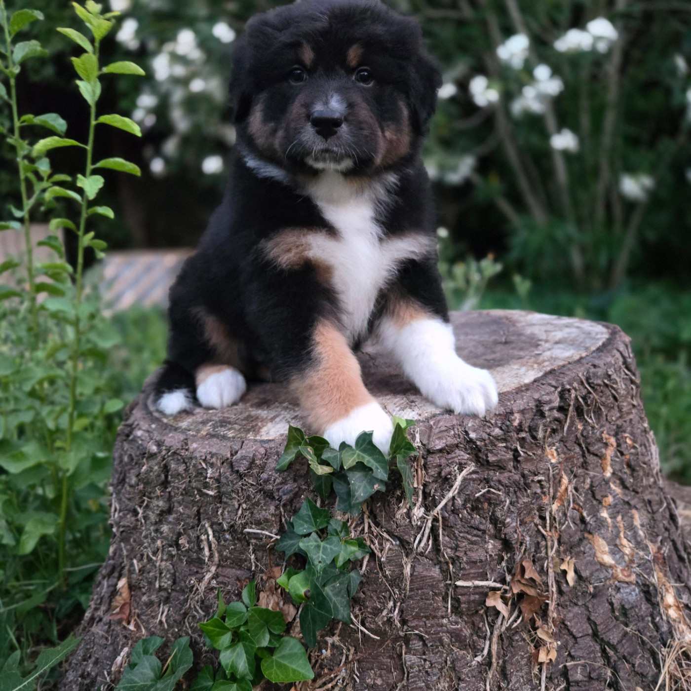 Du Temple De Touka - Chiots disponibles - Berger Australien