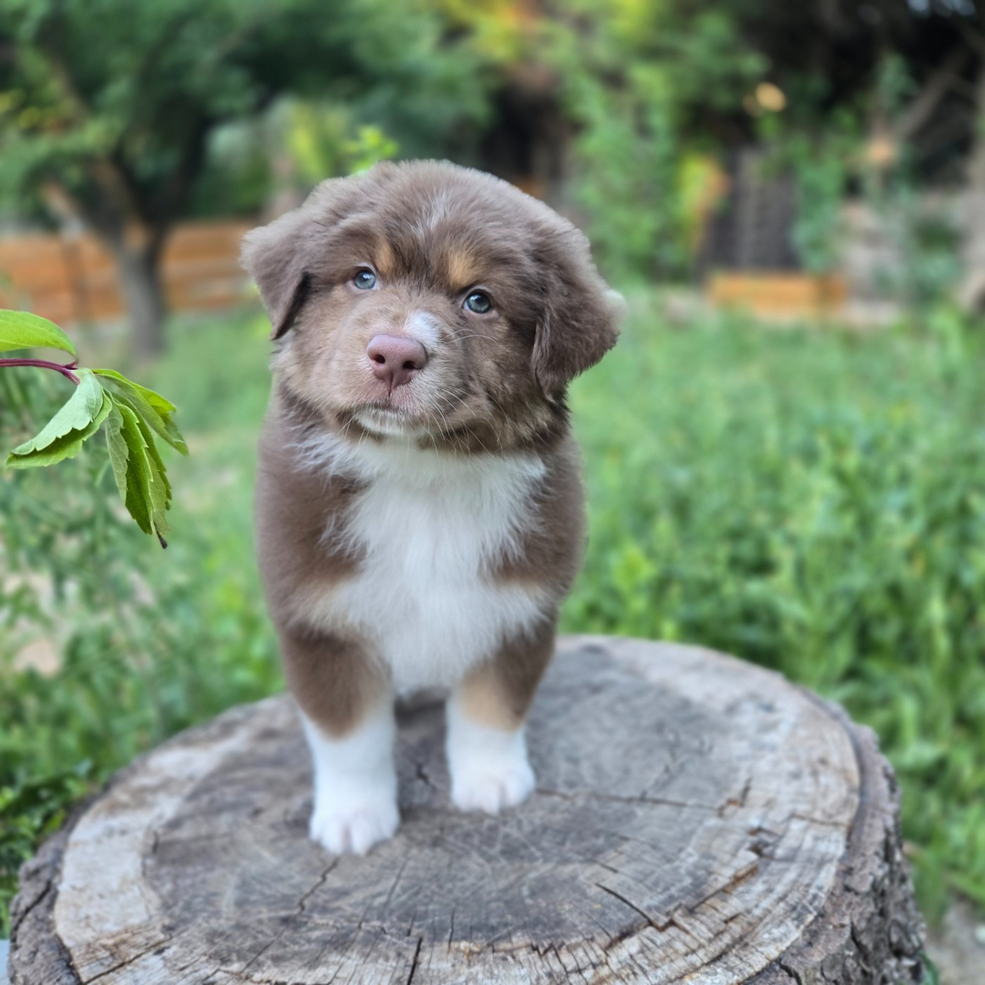 Du Temple De Touka - Chiots disponibles - Berger Australien