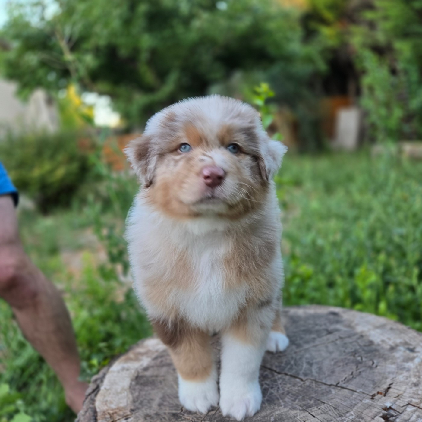Du Temple De Touka - Chiots disponibles - Berger Australien