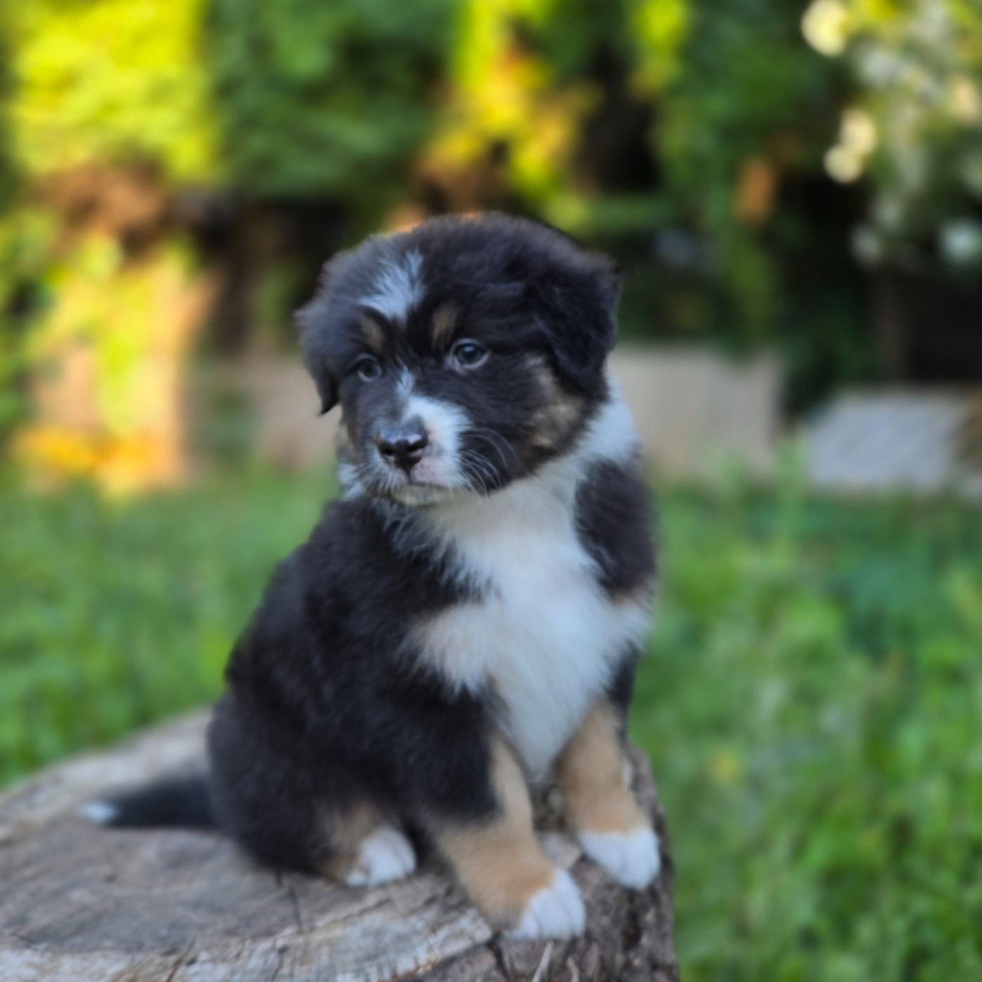 Du Temple De Touka - Chiots disponibles - Berger Australien