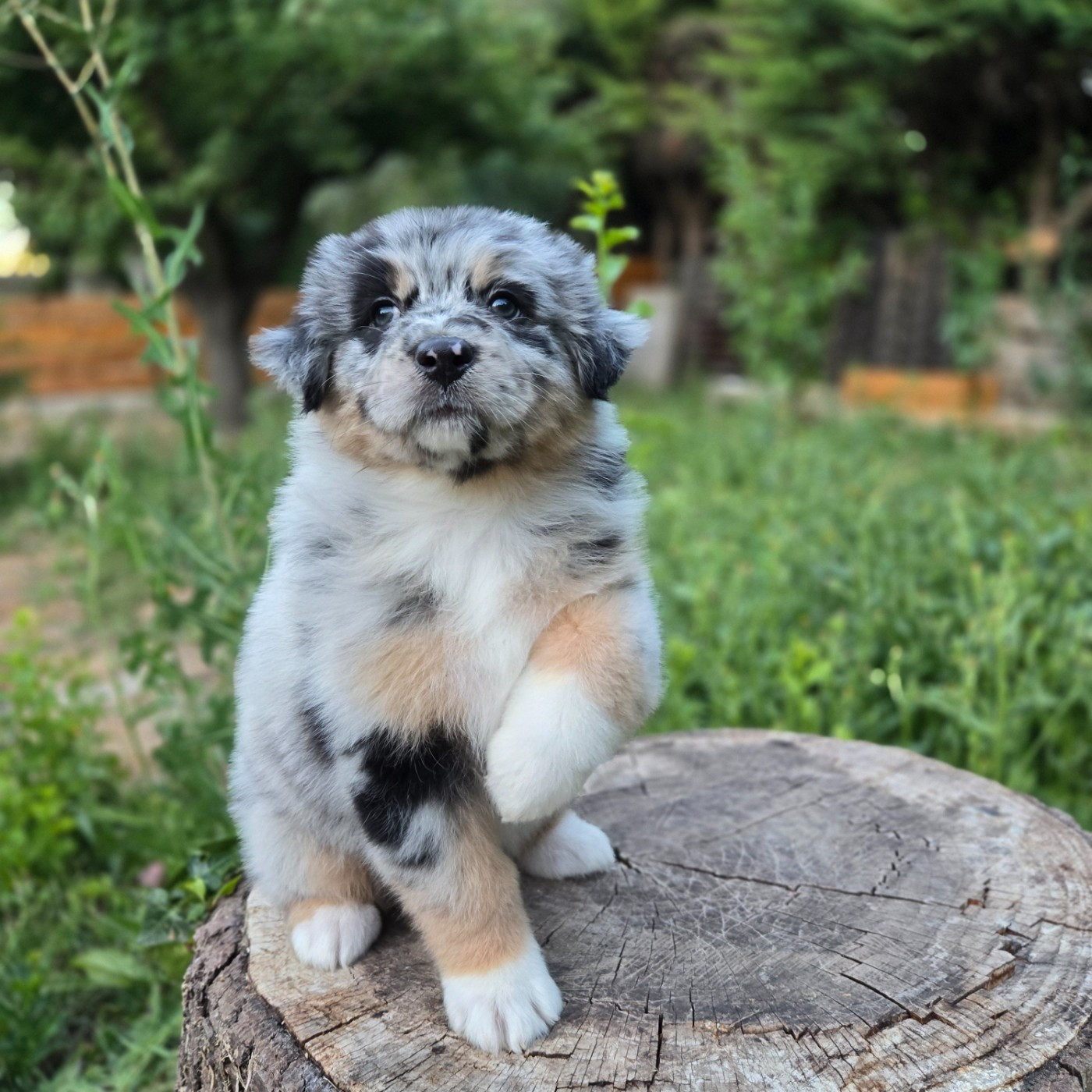 Du Temple De Touka - Chiots disponibles - Berger Australien