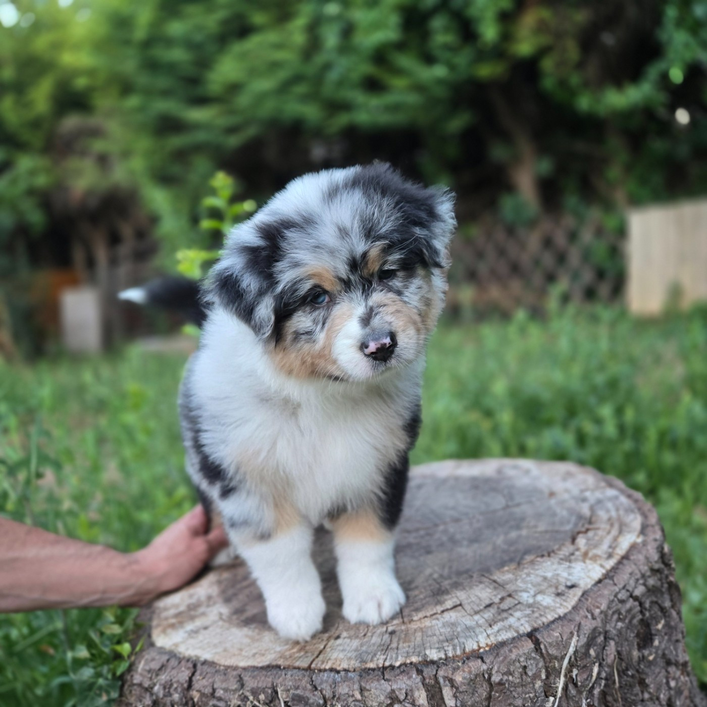 Du Temple De Touka - Chiots disponibles - Berger Australien