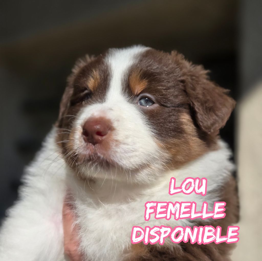 Du Temple De Touka - Chiots disponibles - Berger Australien