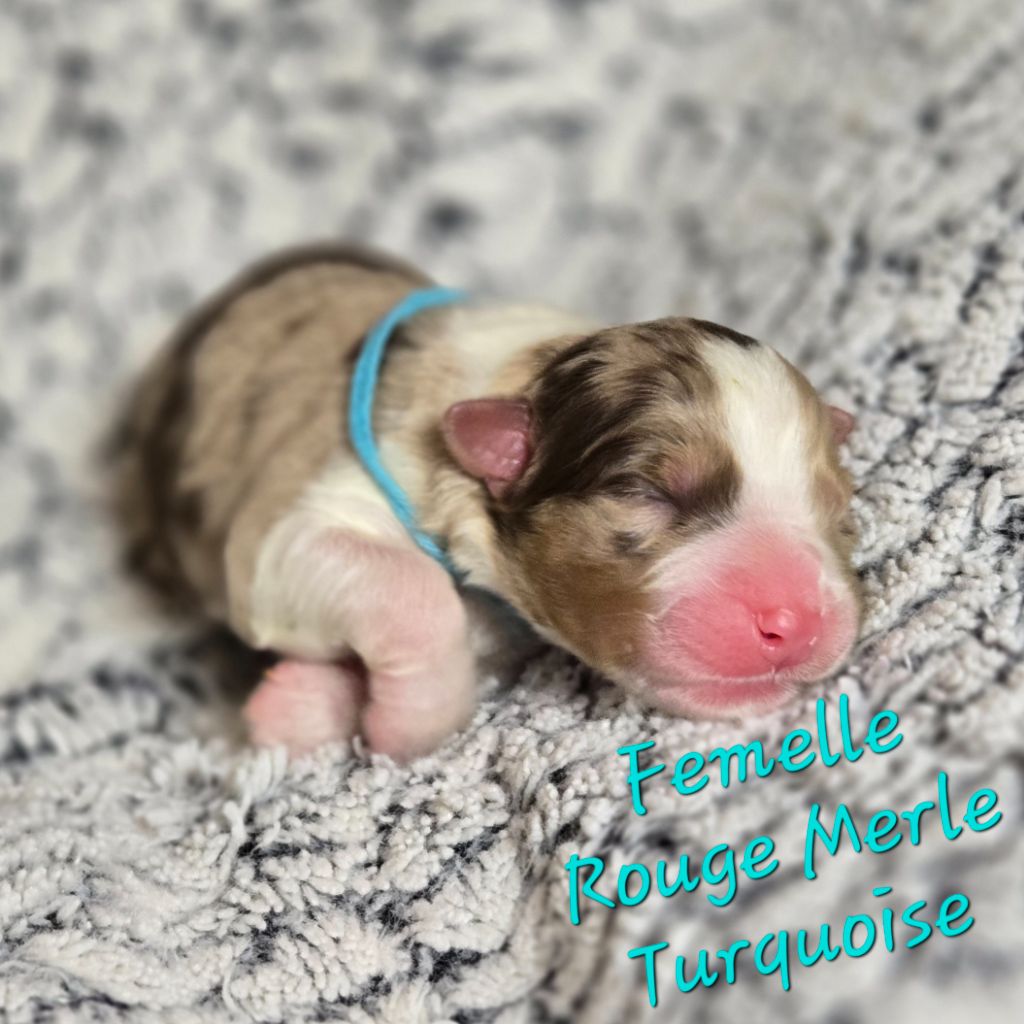 Du Temple De Touka - Chiots disponibles - Berger Australien