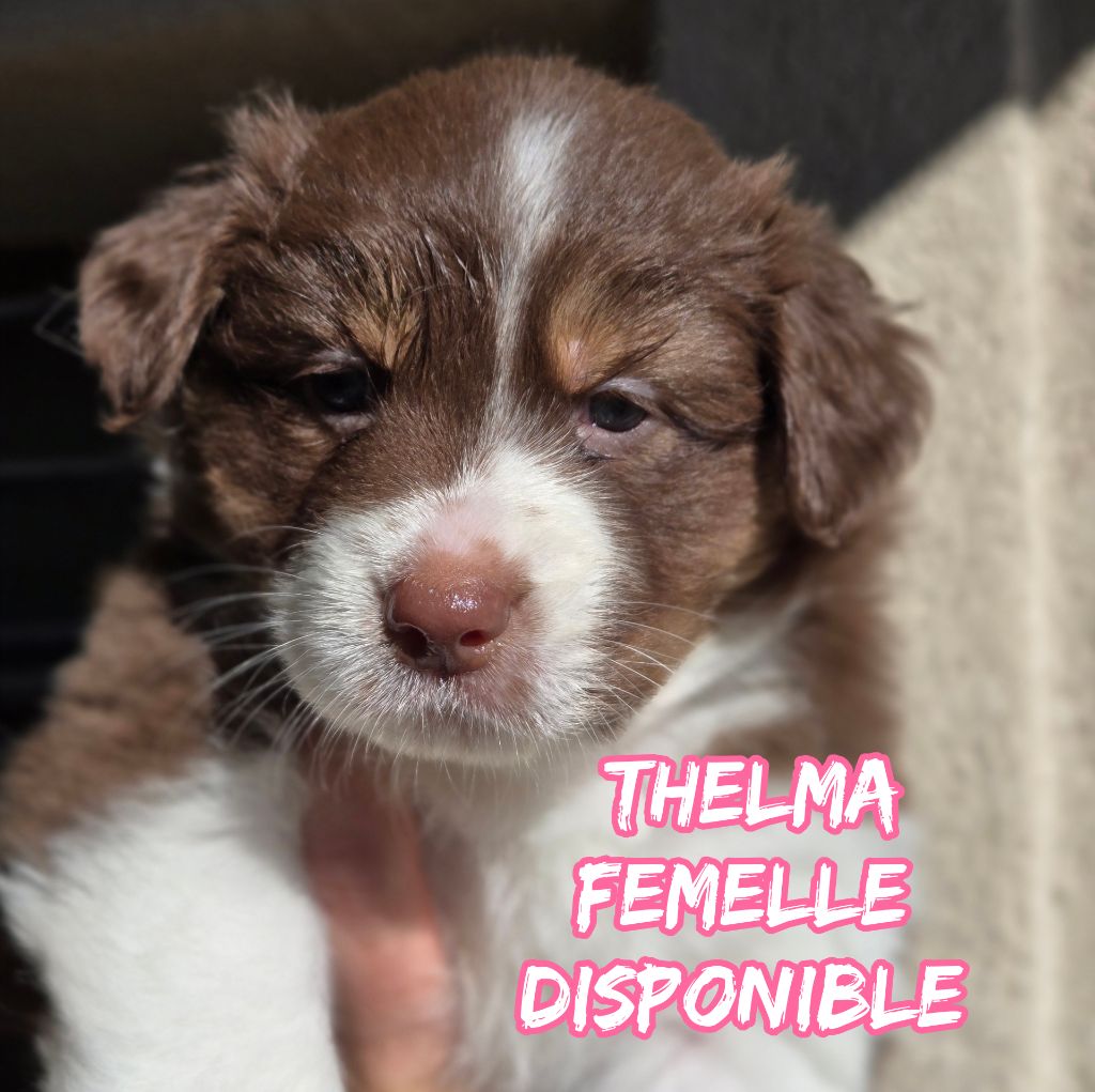 Du Temple De Touka - Chiots disponibles - Berger Australien