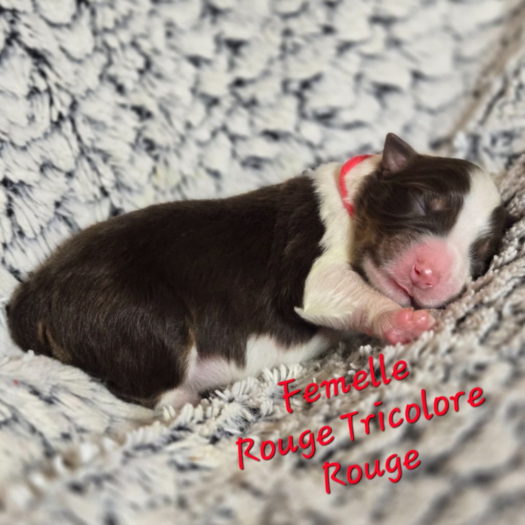 Du Temple De Touka - Chiots disponibles - Berger Australien