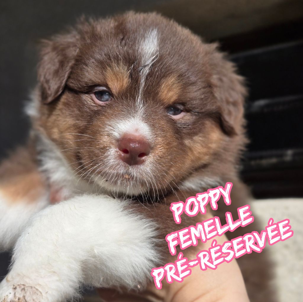 Du Temple De Touka - Chiots disponibles - Berger Australien