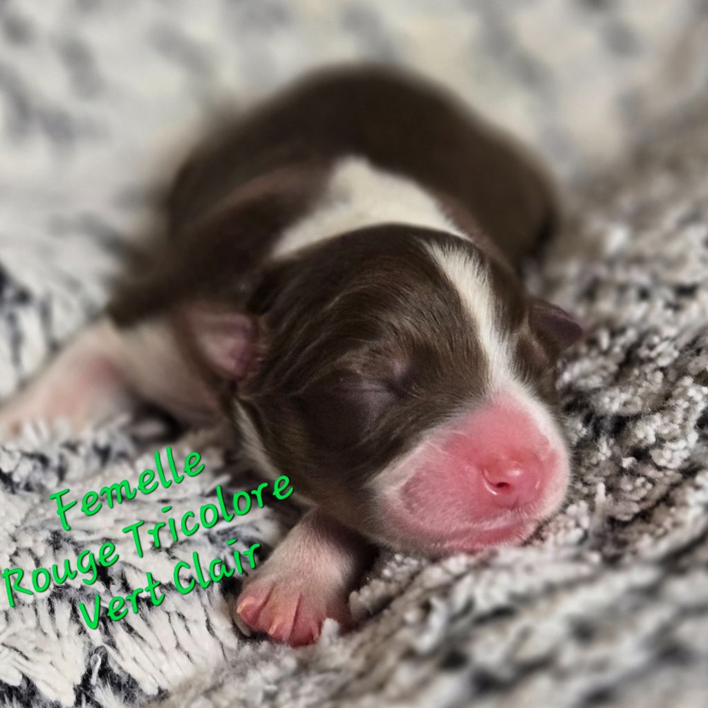 Du Temple De Touka - Chiots disponibles - Berger Australien