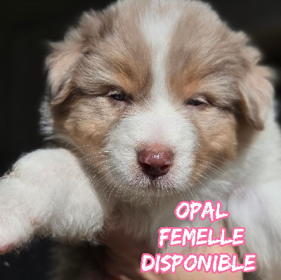 COLLIER JAUNE - OPAL