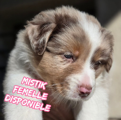 COLLIER BLANC - MISTIK