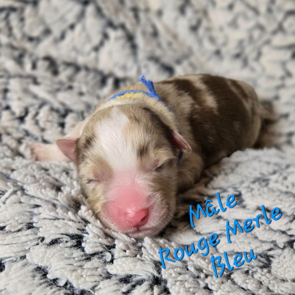 Du Temple De Touka - Chiots disponibles - Berger Australien