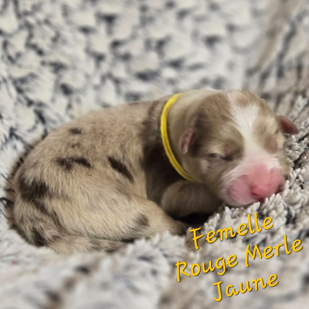 Du Temple De Touka - Chiots disponibles - Berger Australien