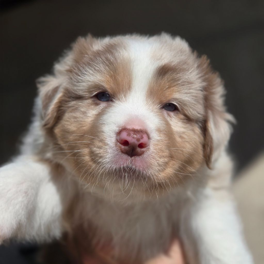 Du Temple De Touka - Chiots disponibles - Berger Australien