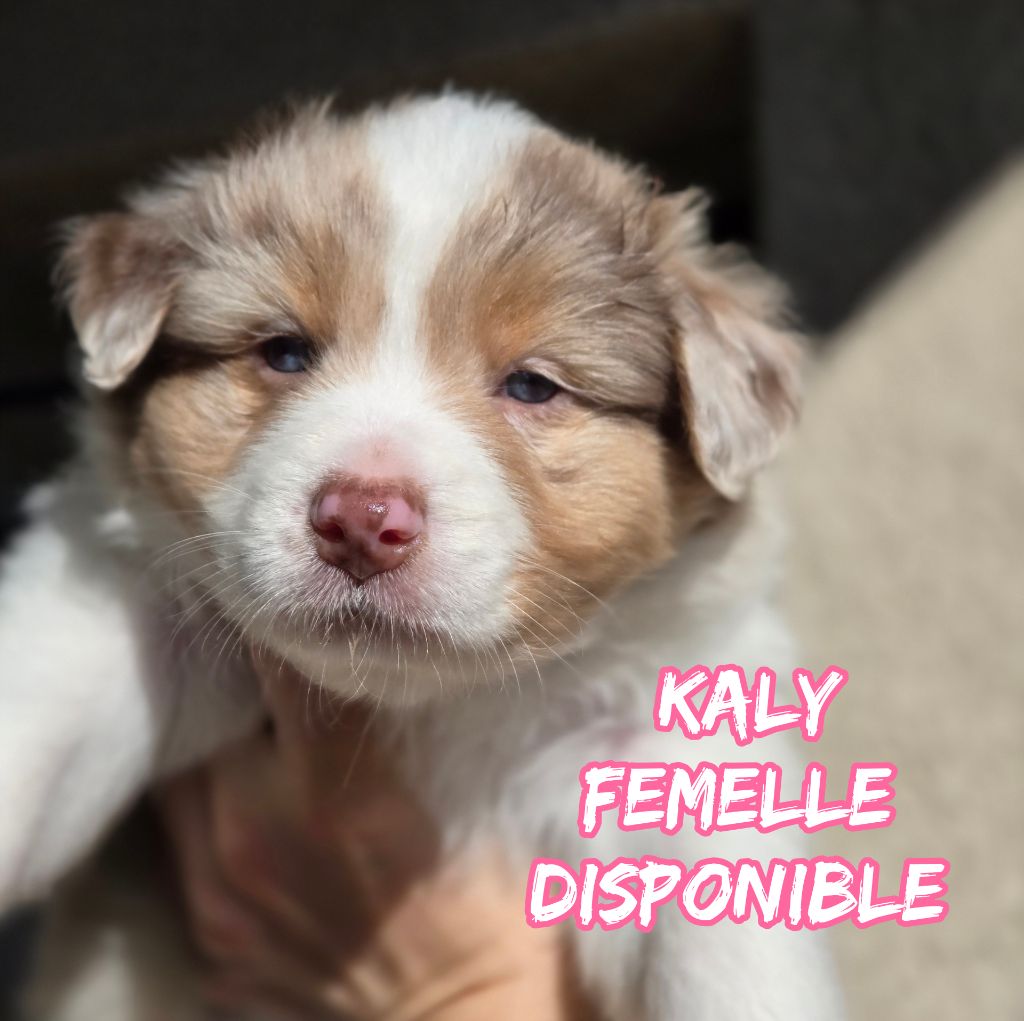 Du Temple De Touka - Chiots disponibles - Berger Australien