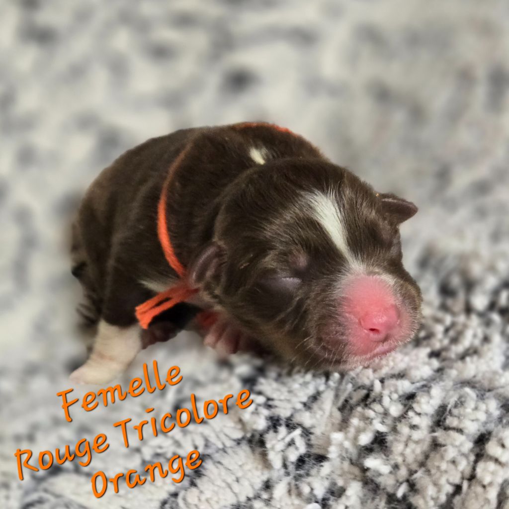 Du Temple De Touka - Chiots disponibles - Berger Australien